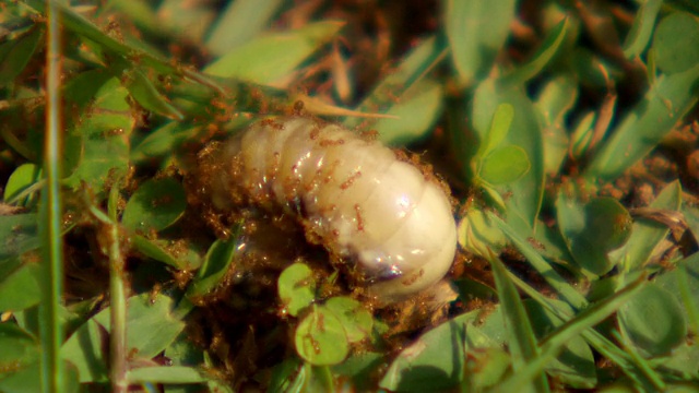 ECU感染蚂蚁的幼虫/斯里兰卡西部省份科伦坡视频下载