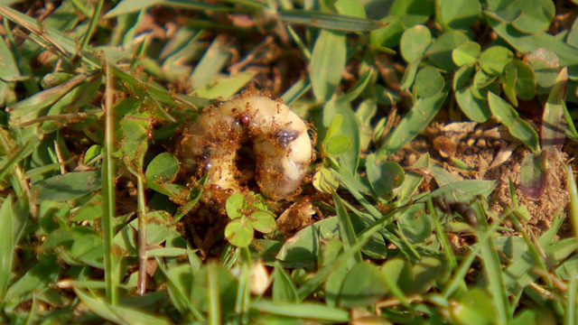 被蚂蚁感染的幼虫/斯里兰卡西部省份科伦坡视频下载