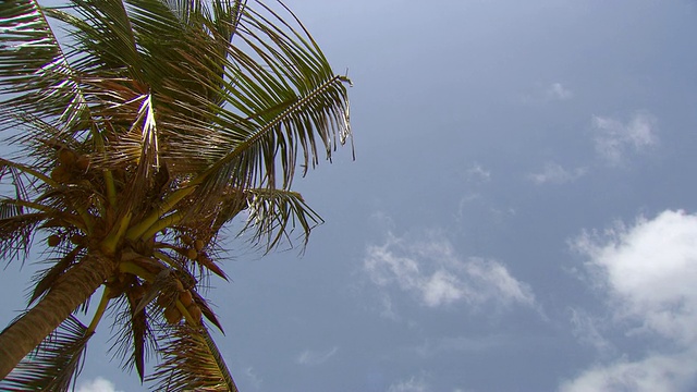 MS拍摄的棕榈树和移动的云/科伦坡，西部省份，斯里兰卡视频下载