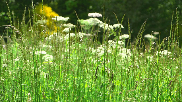 MS拍摄于德国莱茵兰普法尔茨的鲜花草地视频素材