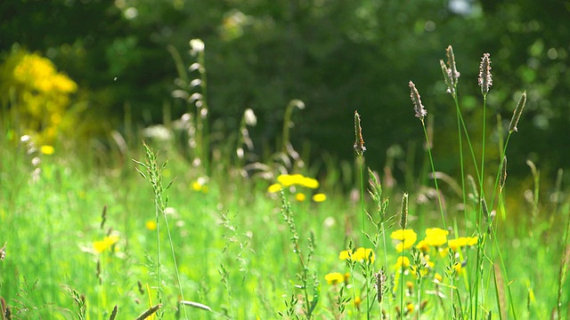 德国莱茵兰普法尔茨的卡斯特尔Staadt鲜花草地拍摄视频素材