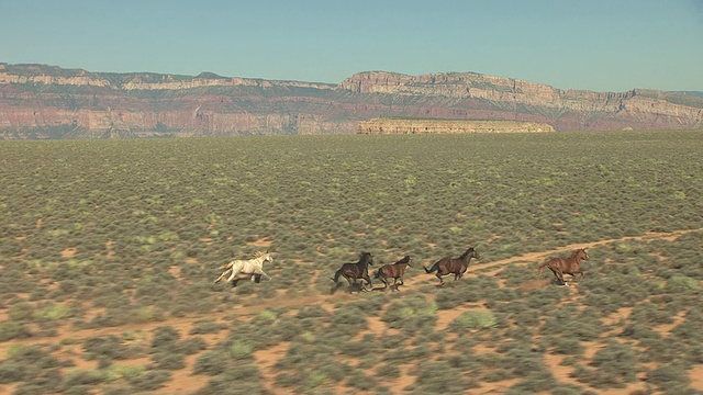 美国亚利桑那州大峡谷的空中野马向北奔跑视频素材