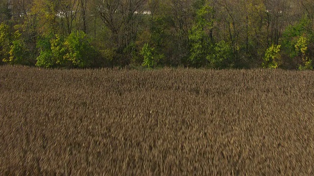 WS TU空中拍摄的树木和社区揭示Fort Recovery /代顿，俄亥俄州，美国视频下载