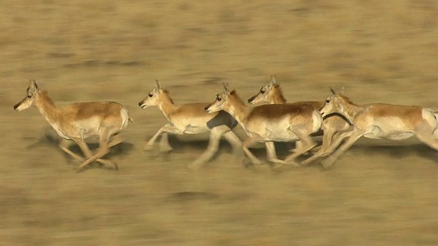 羚羊在美国新墨西哥州莫拉县草原上奔跑的鸟瞰图视频素材