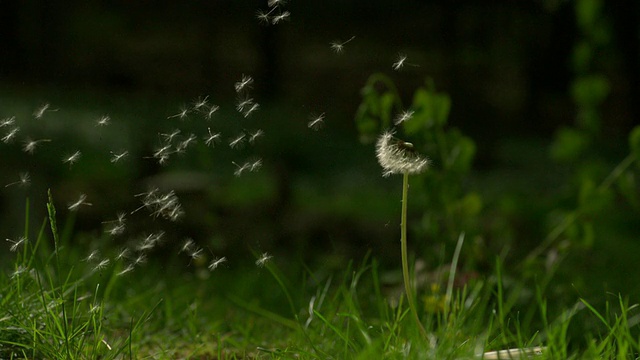 MS SLO MO拍摄的蒲公英被风吹和种子从茎/莫里斯敦，新泽西州，美国视频素材