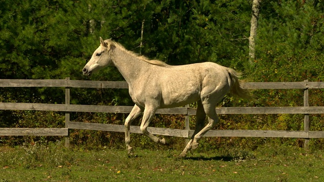 MS TS SLO MO在美国纽约拍摄的白马飞驰过有棕色篱笆的田野视频素材
