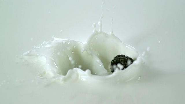 CU SLO MO镜头将黑莓掉入牛奶中，造成溅水/ Studio，新泽西州，美国视频素材