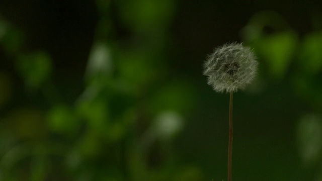 CU SLO MO拍摄的蒲公英被风吹下，种子从茎上脱落/美国新泽西州莫里斯镇视频素材
