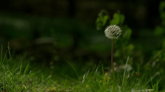 MS SLO MO拍摄的蒲公英被风吹和种子从茎/莫里斯敦，新泽西州，美国视频素材