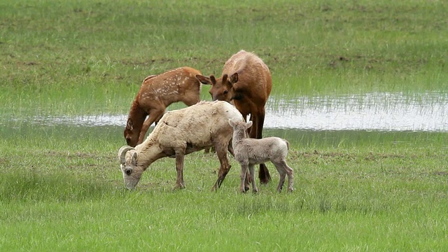 大角羊与麋鹿幼崽和两岁麋鹿之间互动的照片，在池塘/埃斯特斯公园，美国科罗拉多州视频下载