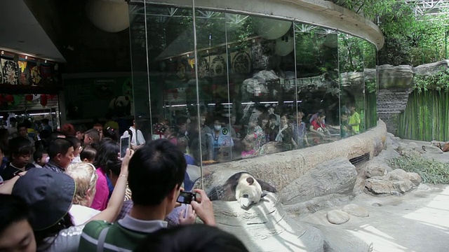 中国北京，游客在动物园观看熊猫视频下载