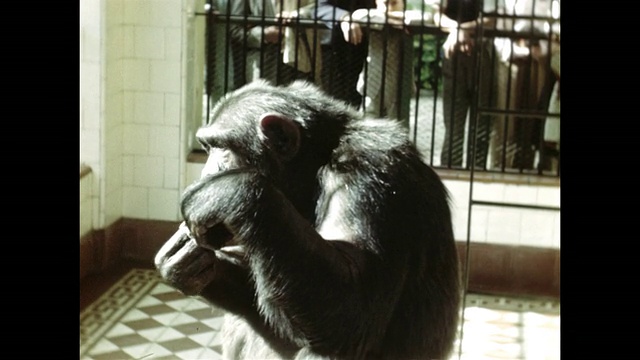 一只猴子一边抽烟一边吃香蕉。视频素材