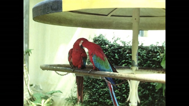巴西动物园里的澳门鹦鹉。视频素材