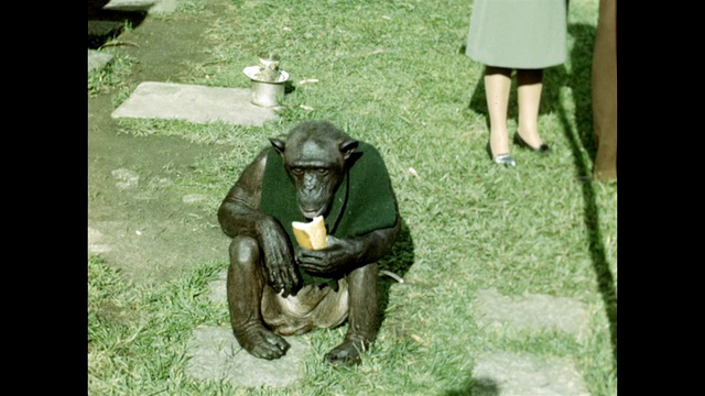 一只戴着围巾的猴子在吃三明治。视频素材