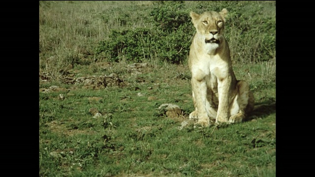 狮子的肖像视频素材