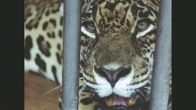 巴西笼子里的豹子。视频素材