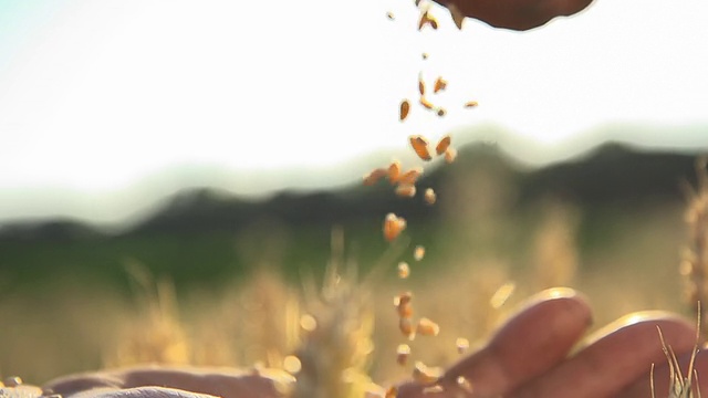 HD超级慢莫:农民的手与小麦谷物视频素材