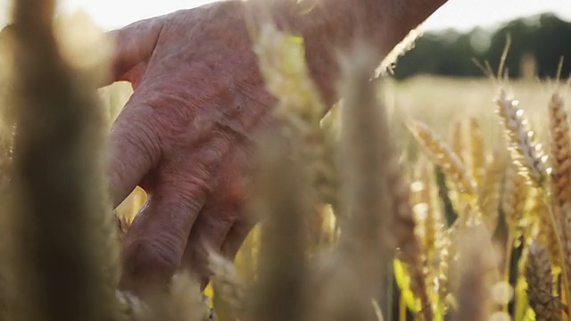 超级慢莫:农民爱抚小麦视频购买