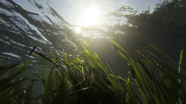 波西多尼亚随着潮水在水下移动视频素材