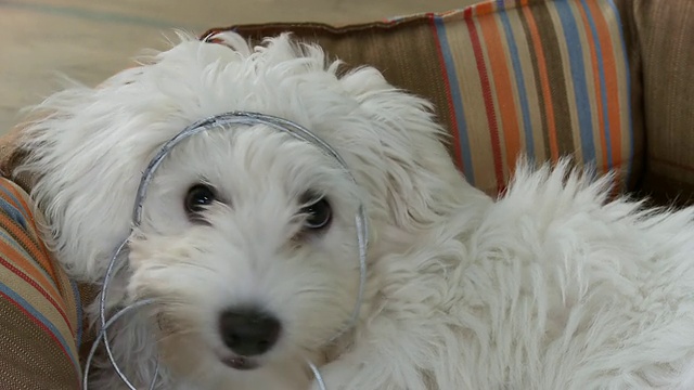 白色的狗在玩电线视频素材