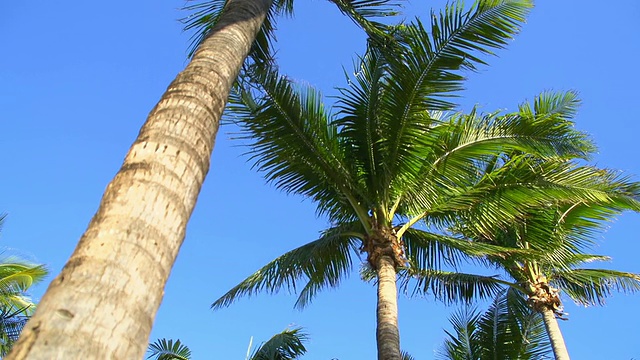 高清多莉:棕榈树视频素材