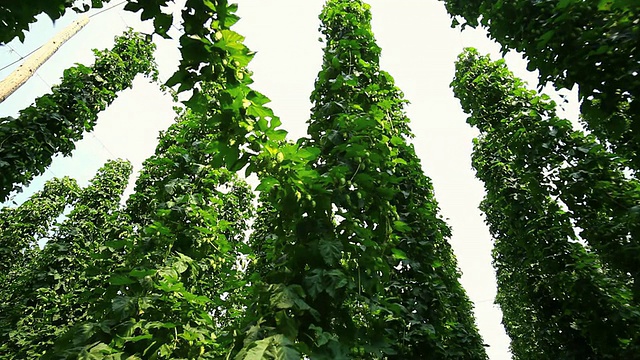 高清啤酒花花园对天空跟踪拍摄视频素材