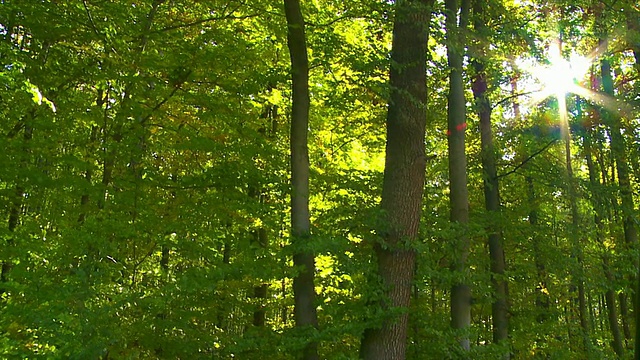 阳光下的森林跟踪镜头视频素材