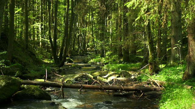 HD小溪在春天森林多莉拍摄视频素材