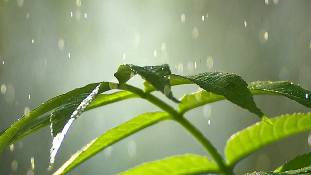 雨滴落在幼小的植物特写视频下载