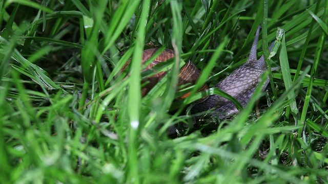 罗马蜗牛在草地上奔跑视频下载