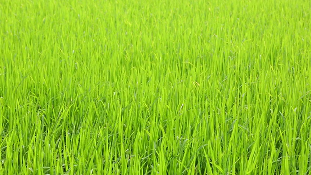 稻田里的水稻在风中飘扬视频素材