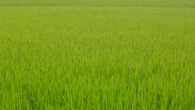 稻田里的水稻在风中飘扬视频素材