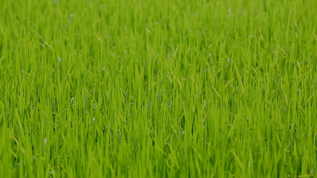 MS水稻植株在稻田里随风飘扬视频素材
