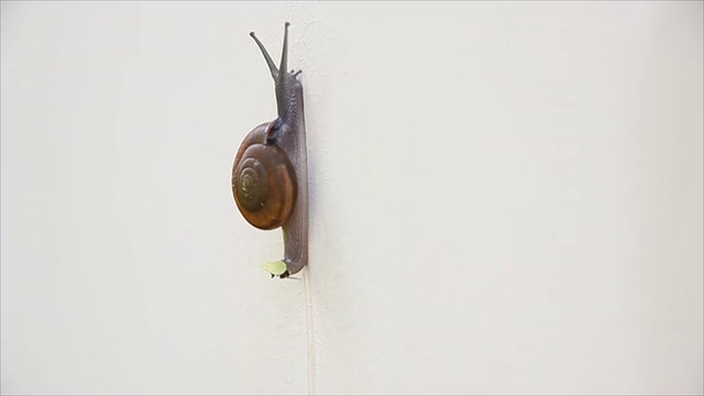 蜗牛在房子的墙上行走。视频下载