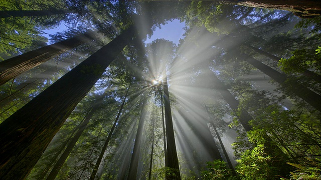 美国加州红木森林/红木国家公园的光线视图视频购买