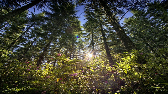 WS T/L太阳穿过森林和花朵背后的天空/ Cape Blanco州立公园，俄勒冈，美国视频素材