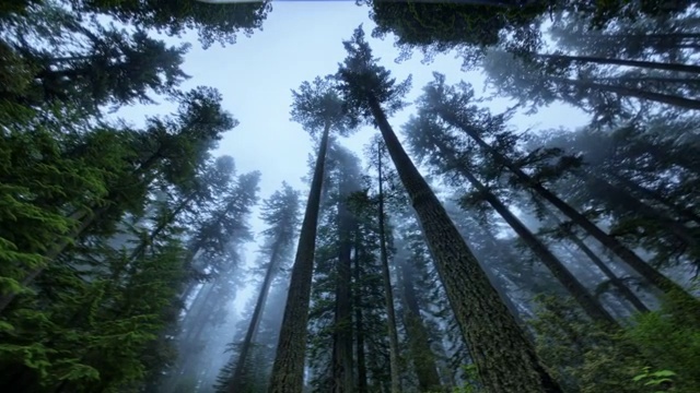 WS T/L PAN视图，穿过红杉森林/红杉国家公园，加利福尼亚，美国视频下载
