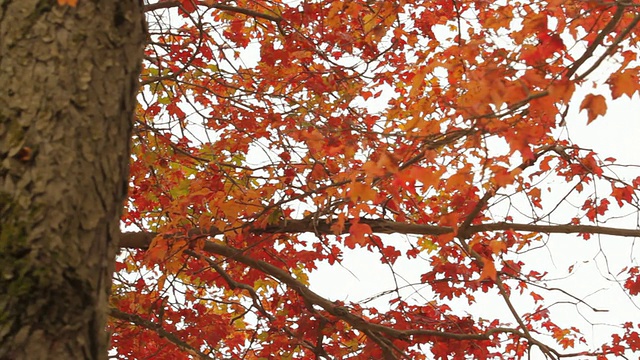 在一个多云的天空前，在焦点与树干的前景失去焦点的秋天树叶的一个移动镜头。视频素材