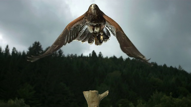 HD超级慢动作:哈里斯鹰起飞视频素材