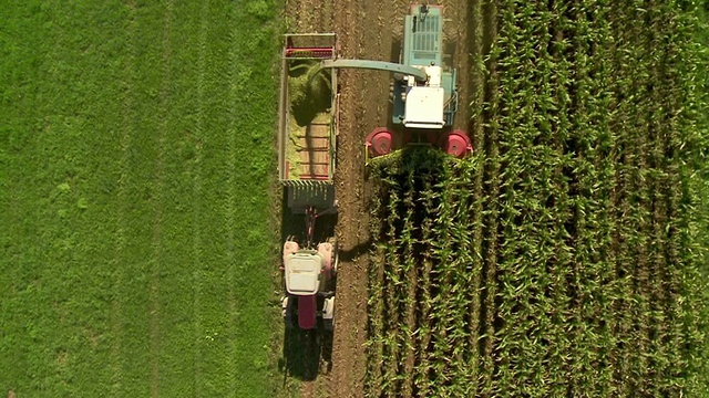 农民用机器收割玉米视频素材