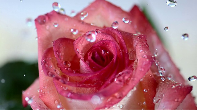 HD超级慢动作:落在玫瑰花瓣上的雨滴视频下载