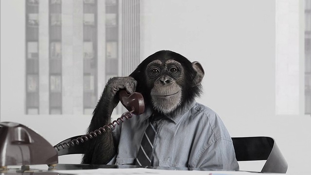 猴子业务办公室视频素材