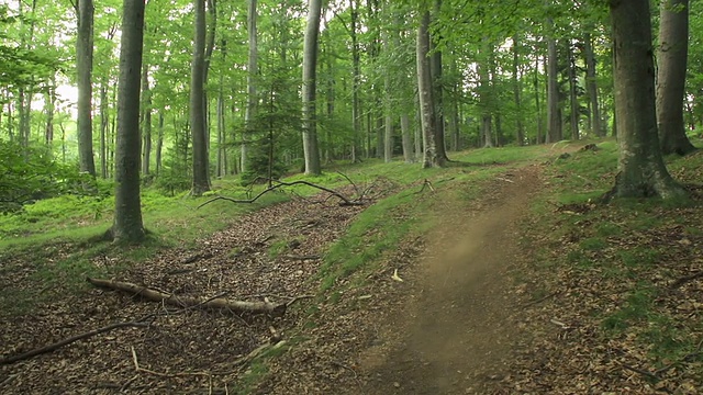 年轻女子在森林里骑山地车视频素材