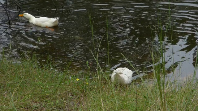 池塘里的白鸭子视频下载
