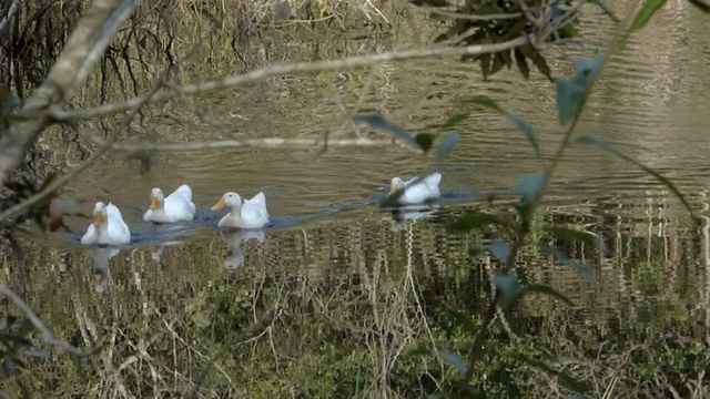 四只白色的鸭子游向镜头视频下载