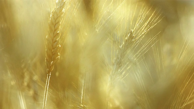 小麦作物的背光照明弹视频素材