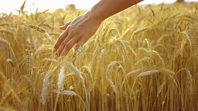 爱抚小麦作物视频素材