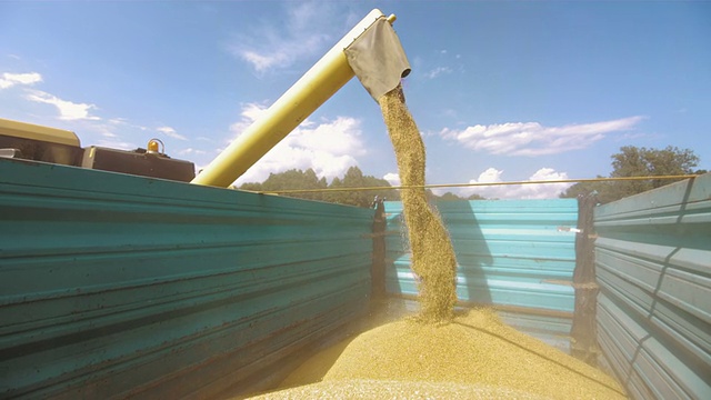 卸载小麦谷物视频素材