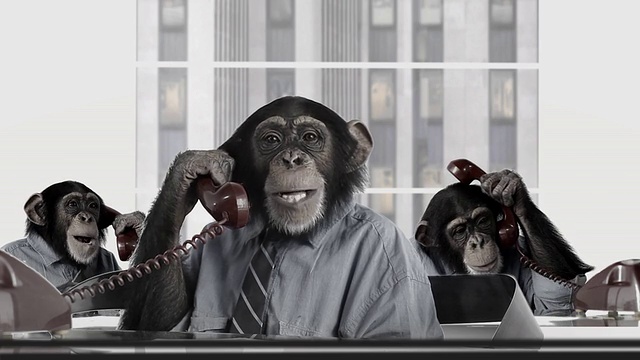 猴子业务服务视频下载