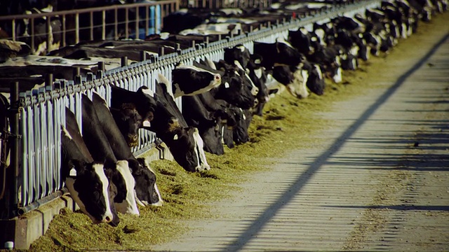 饲养在大、高密度饲料场的奶牛食用谷物视频下载